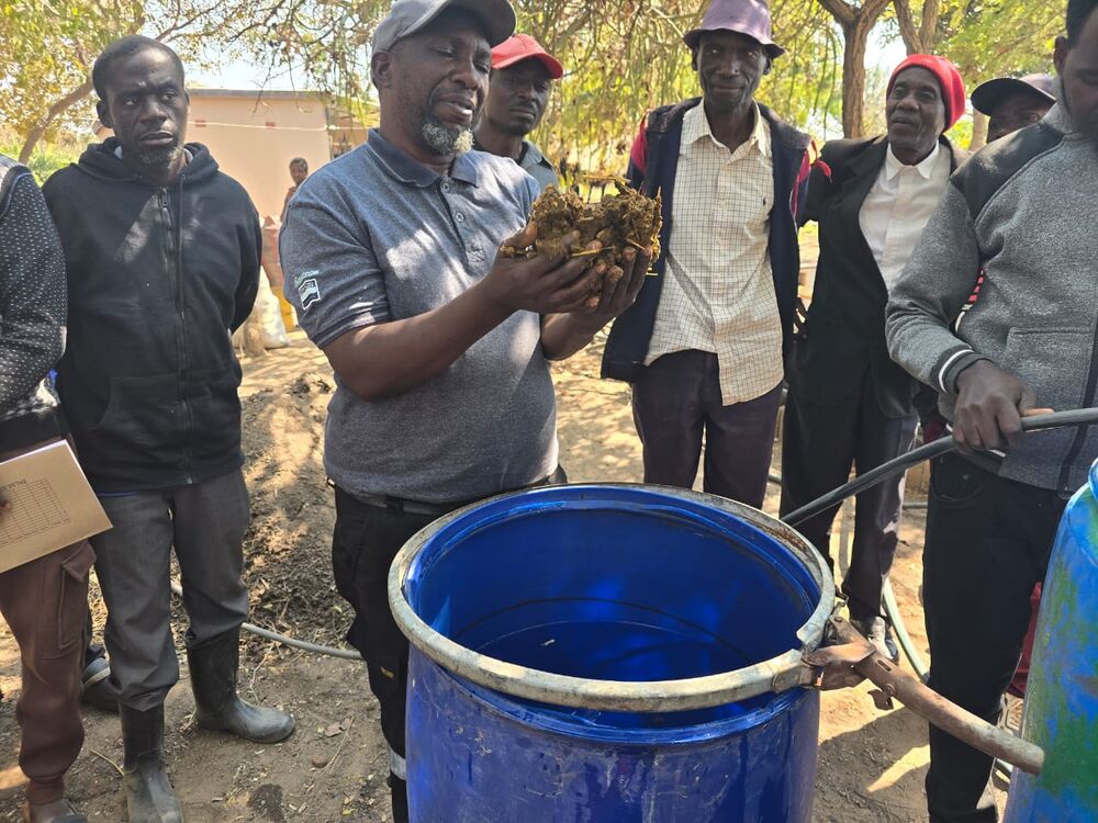 A man holds a handful of dried plant material over a blue barrel, surrounded by other men outdoors