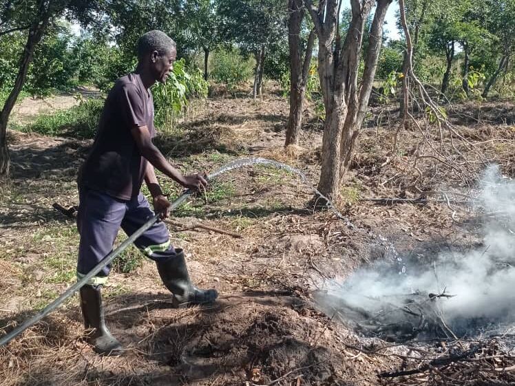 A man uses a hose to extinguish a smoking pile of branches and leaves on dry ground in a treed landscape