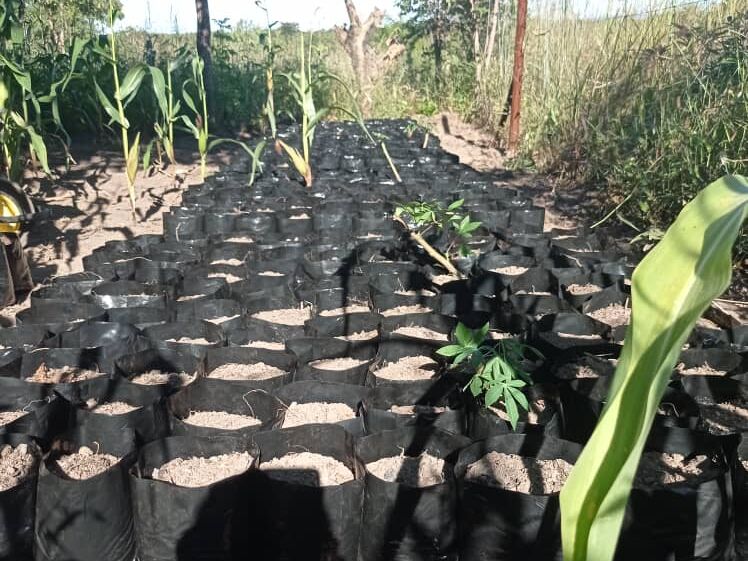 Rows of black plant bags filled with soil and small plants are arranged outdoors between taller corn plants
