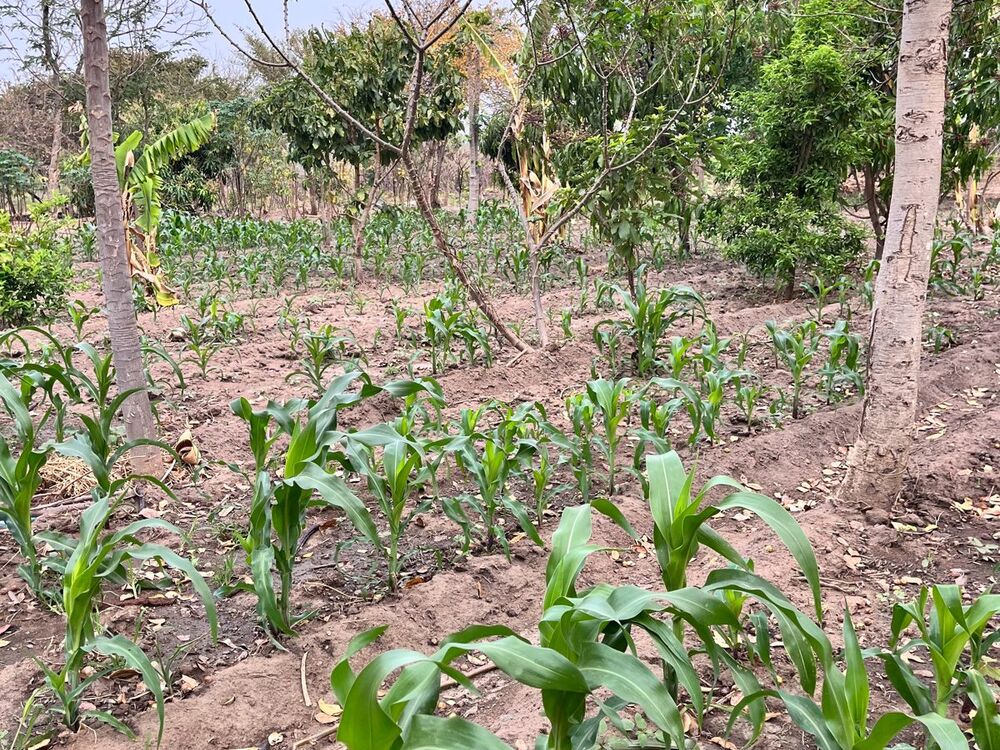 A test field with young maize plants arranged in rows, surrounded by various trees and shrubs on reddish soil