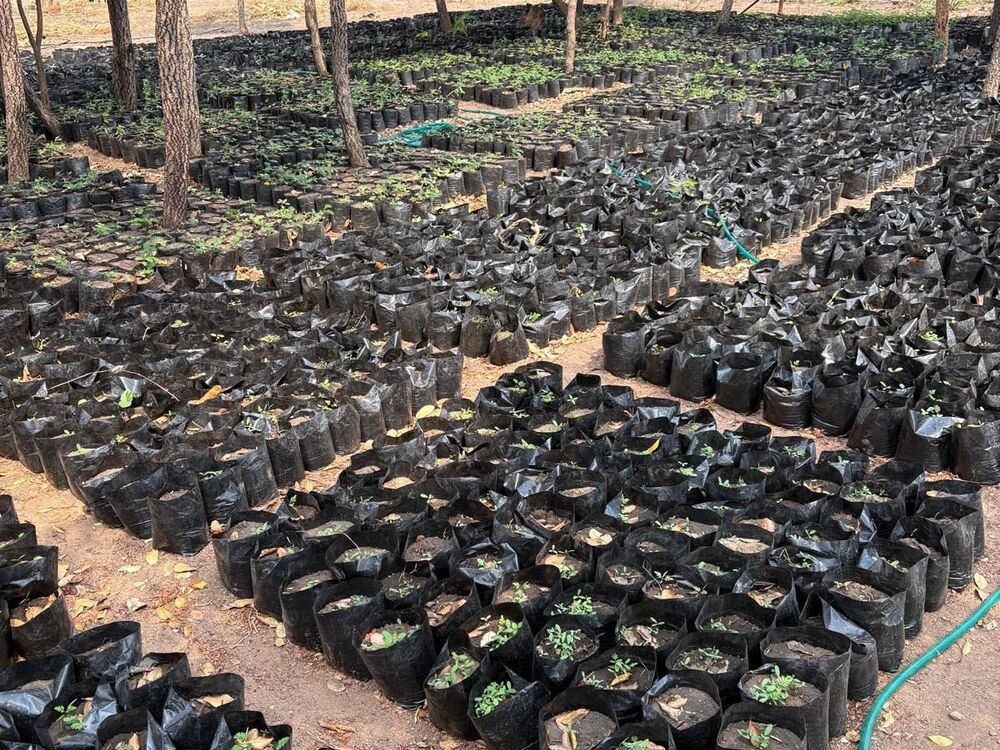 Numerous small plants in black plastic bags are arranged in rows under trees in a nursery, a green hose lies on the ground