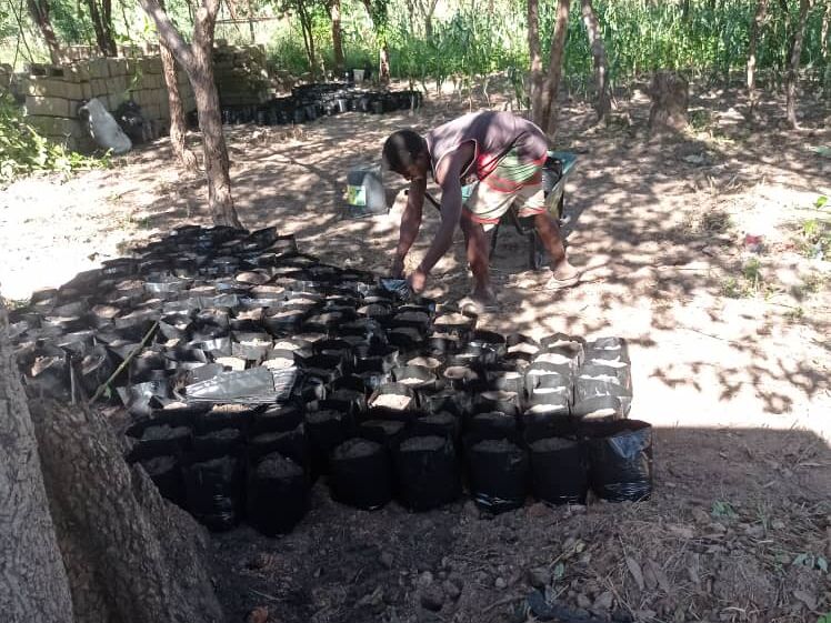 A person fills numerous black planting bags with soil outdoors, surrounded by trees and vegetation