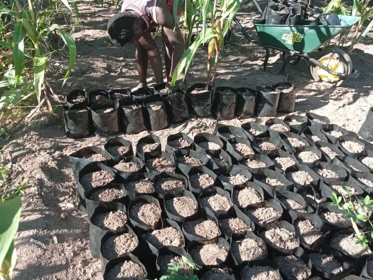 A person fills black planting bags with soil in a field of maize plants, with many other bags nearby