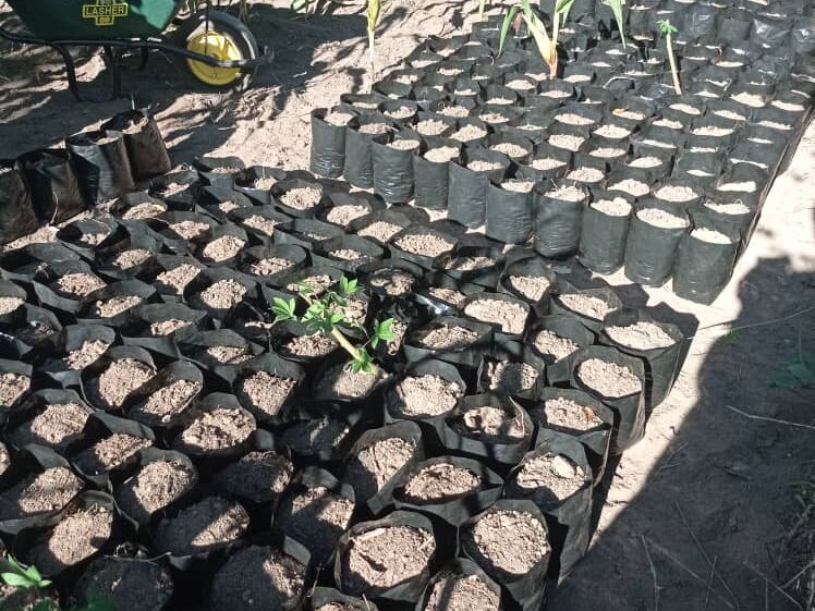 Numerous black planting bags filled with soil and small seedlings on the ground, with corn plants and a wheelbarrow in the background