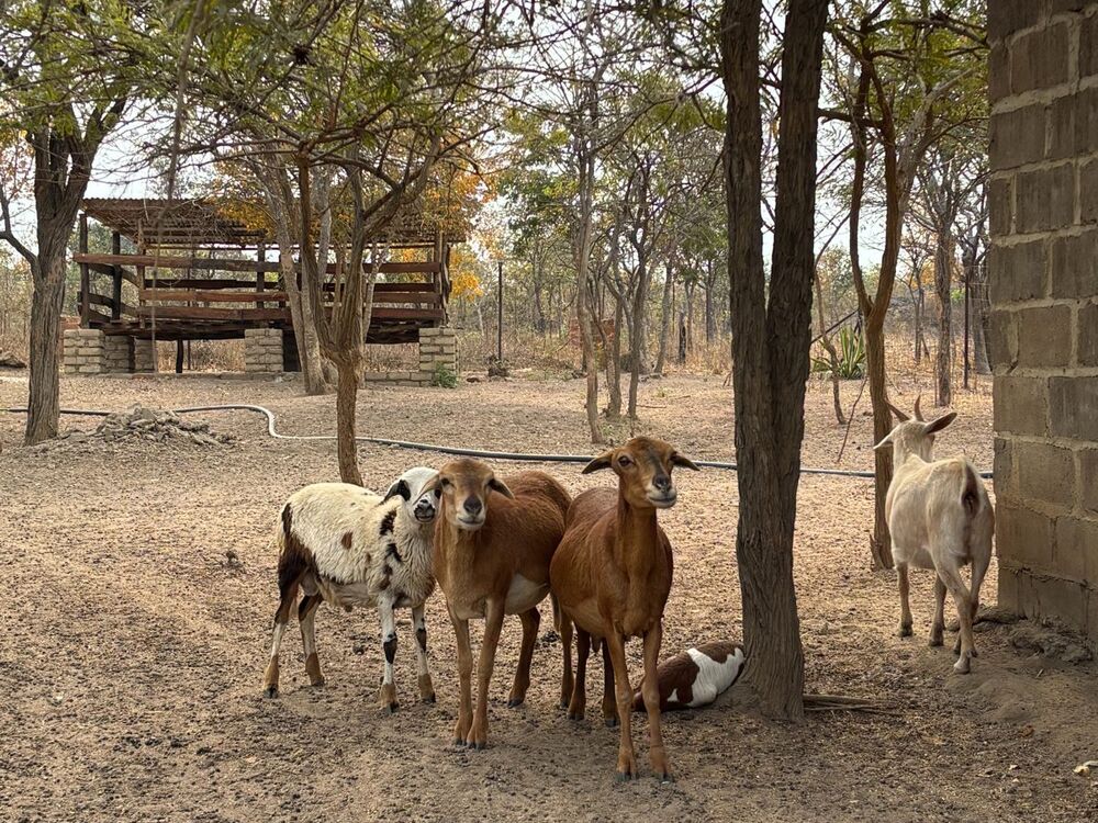 Goats and sheep provide manure for soil building