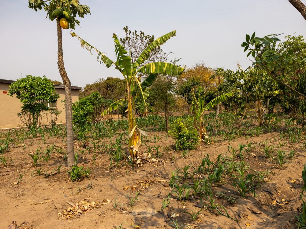 A garden featuring rows of young maize plants, banana trees, and a papaya tree with fruit, a house in the background